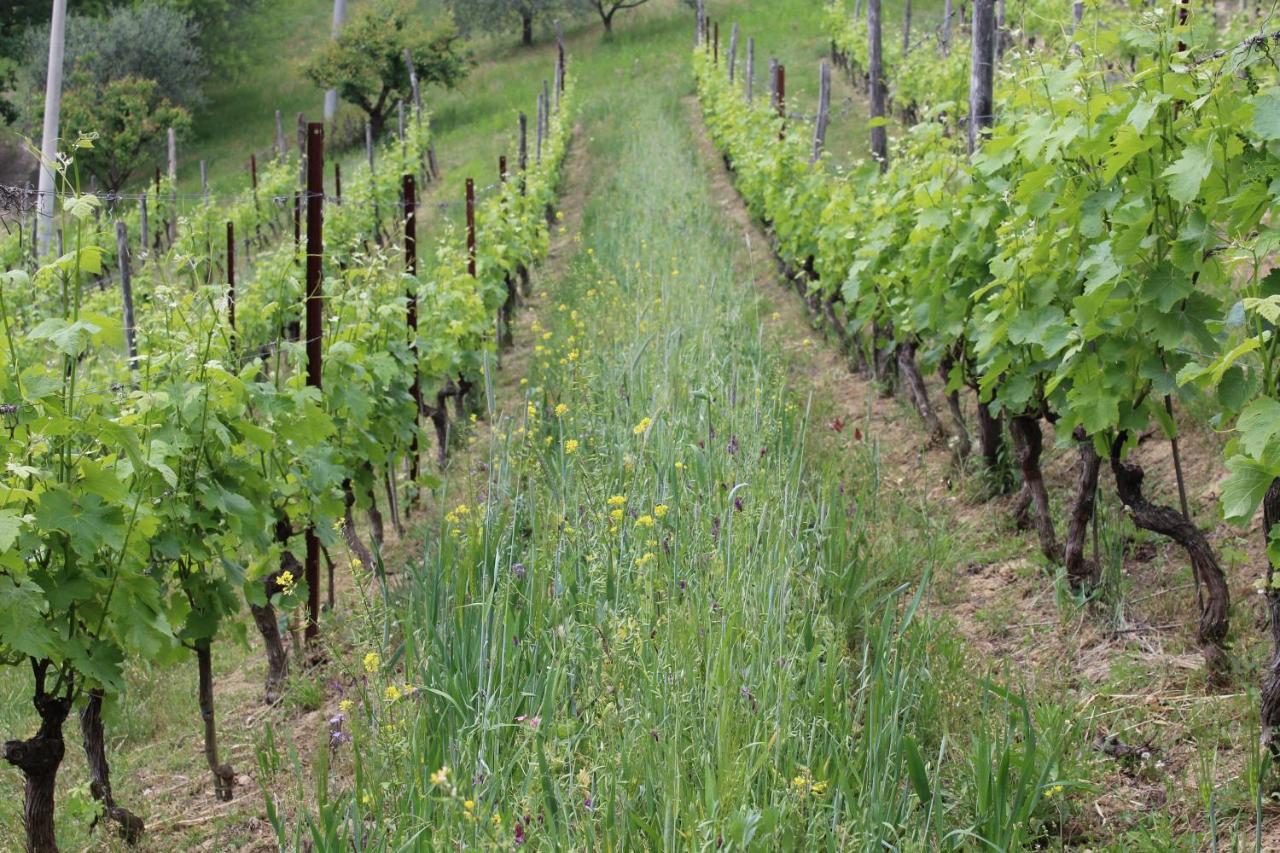 Agriturismo La Rovere Cossano Belbo エクステリア 写真
