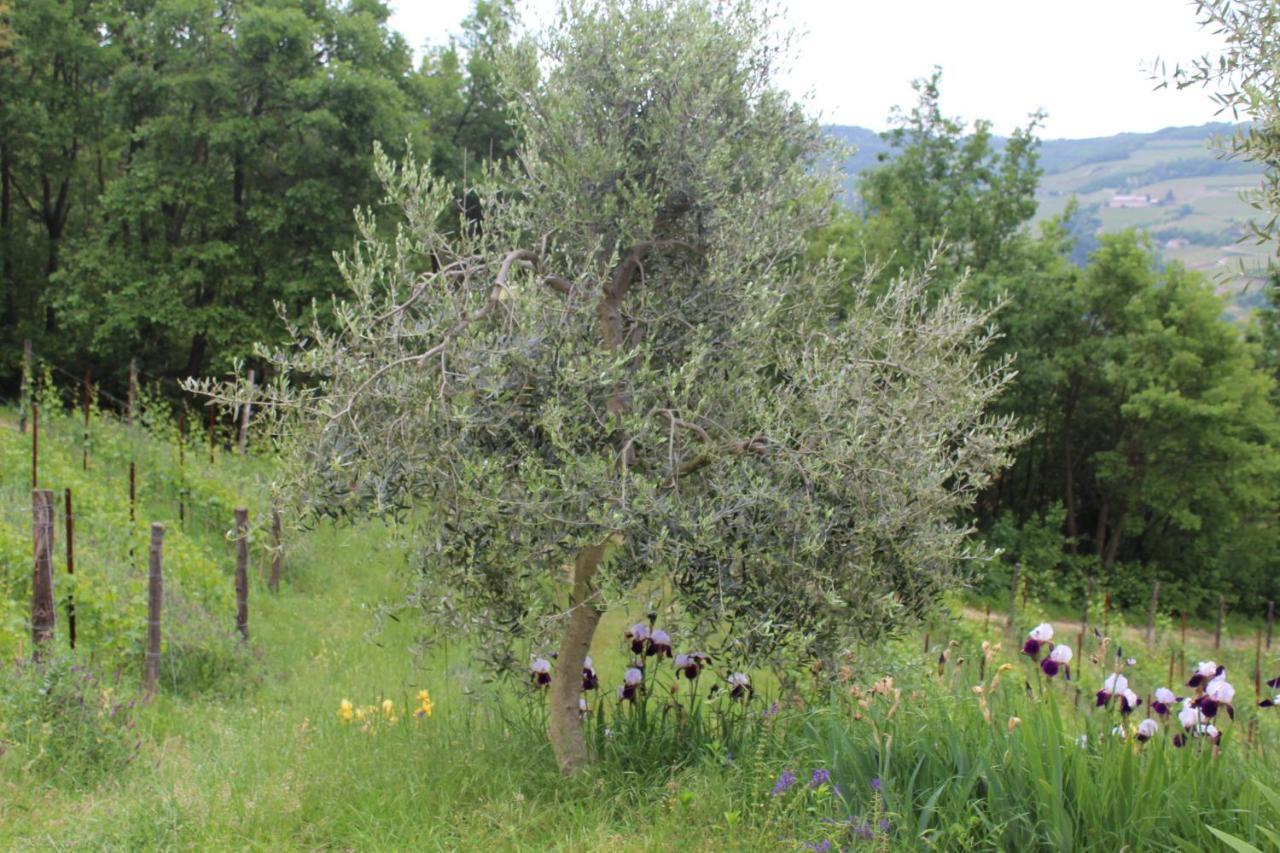 Agriturismo La Rovere Cossano Belbo エクステリア 写真